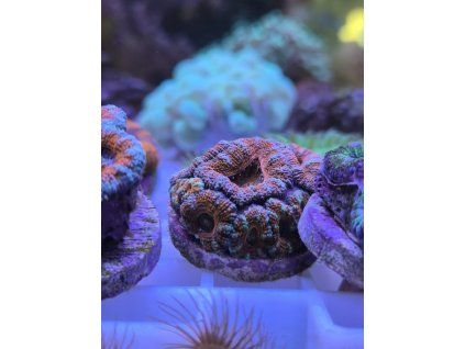 acan rainbow