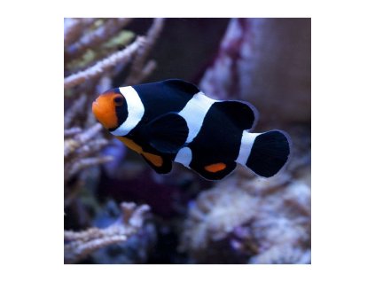 amphiprion ocellaris darwini peixe palhaco preto