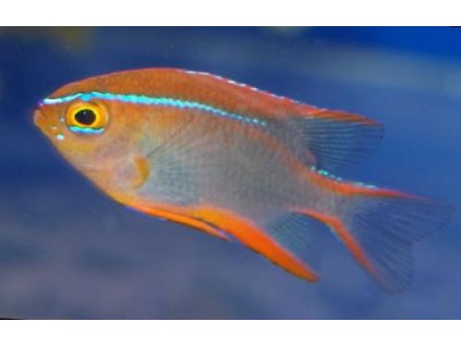 652 930 neoglyphidodon big