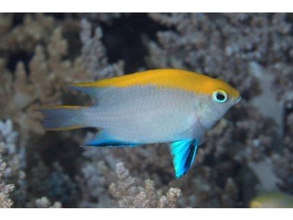 NeoglyphMelasMarkRosenstein.jpg.30e49fda0ceeebe6df145621153b8bec