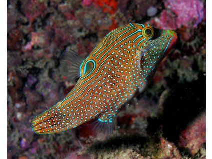 800px Canthigaster solandri (sharpnosed puffer, solander's toby, or blue spotted toby)