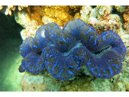 tridacna maxima 0eebd2a1 4a2c 4569 beb1 d71ddbc0cc68