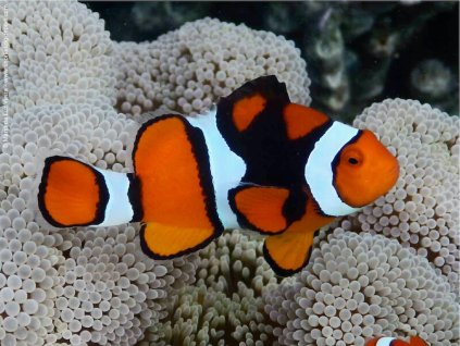 amphiprion percula