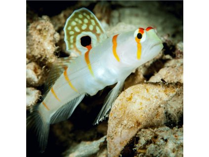 amblyeleotris randalli orange stripe prawn goby