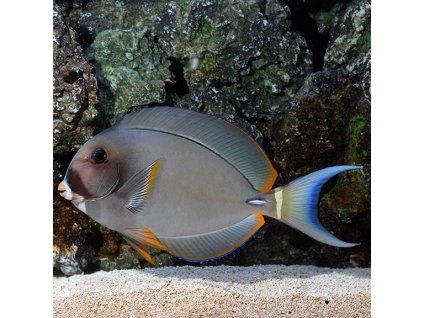 lg38655WhiteFaceTang 576x