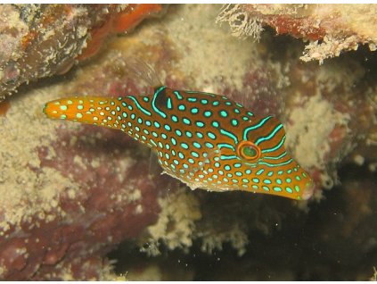 640px Canthigaster papua