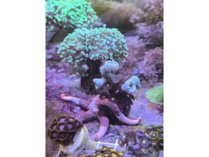 Nardoa  novaecaledoniae hviezdica