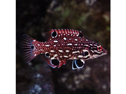 lg76580RedDianaHogfish