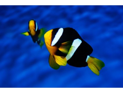 Amphiprion clarkii (Bennett, 1830)