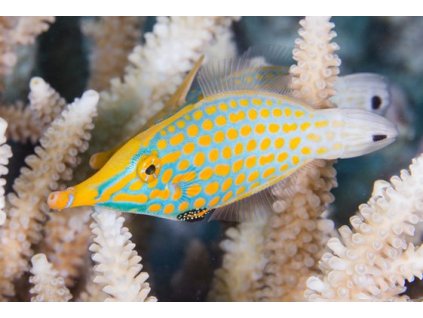 orange spot filefish oxymonacanthus longirostris 1