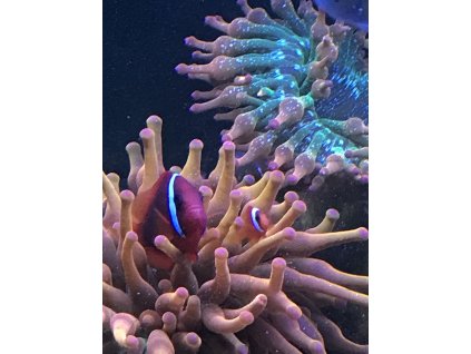 Amphiprion frenatus pár Morské Centrum