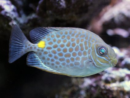 siganus guttatus goldfleck kaninchenfisch siga002 4DNM