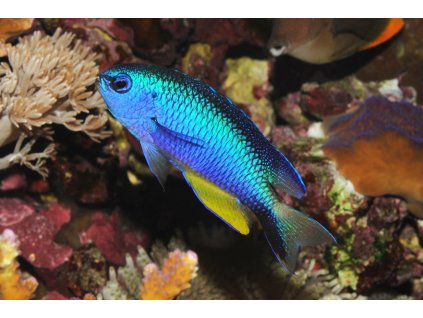 PomacentAlleni2RobertFenner