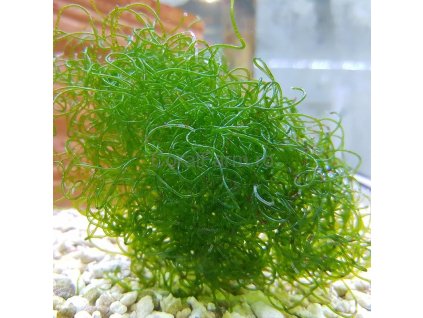 Chaetomorpha spiralis 20g
