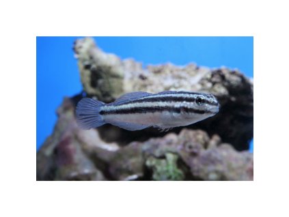 amblygobius linki links sandgrundel nz