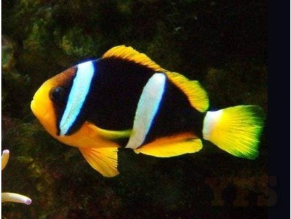 Amphiprion sebae
