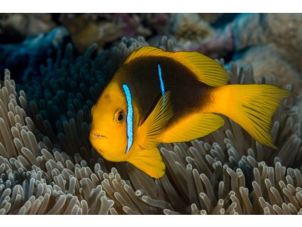 Amphiprion cf. chrysopterus Tahiti French Polynesia