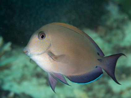 1200px Brown surgeonfish (Acanthurus nigrofuscus) (42521110265)
