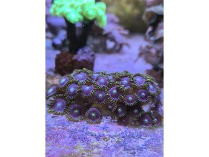 zoan