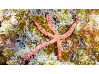 linckia special zeester.jpg February 8 2023 925pm