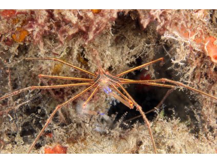 Stenorhynchus seticornis