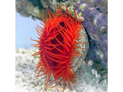 lima scabra flame scallop