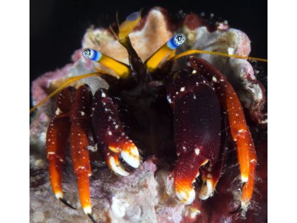 calcinus gaimardii dwerg heremiet 126876152