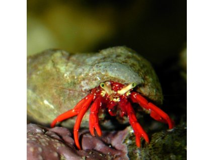 paguristes cadenati rock red leg hermit crab