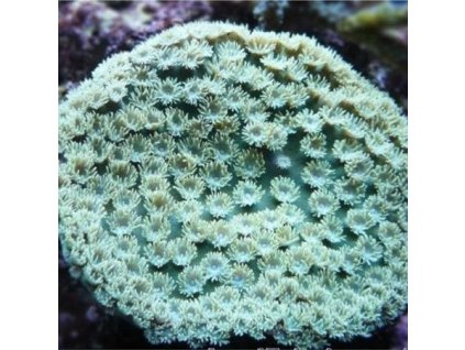 Turbinaria Peltata Large Polyps Frag Ong 2 3 cm