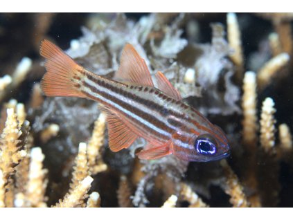 OstorhinchCompressKlausStiefel