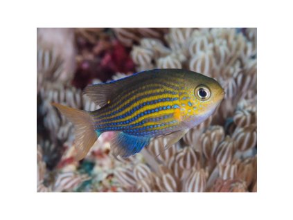 chromis lineata lined chromis