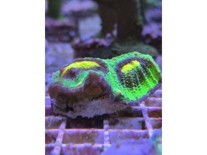 raja rampage jason fox