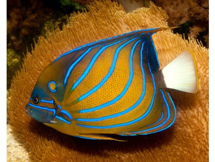 poisson ange annele pomacanthus annularis 03