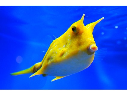 Lactoria20cornuta2020p20oportoreef