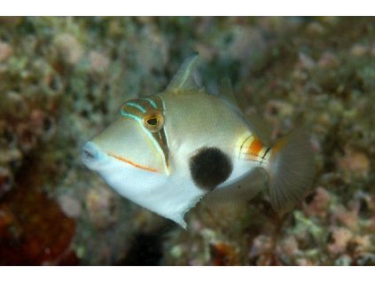 rhinecanthus verrucosus 1b71a9f9eac64c57a01fdafb6acd381c