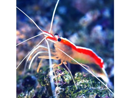 cleaner shrimp