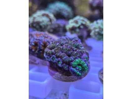 Acan7