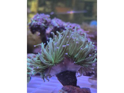 glabrescens modré konce