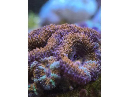 acanth orange