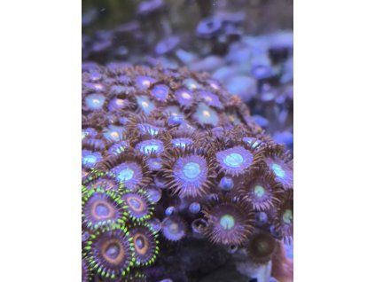 zoa4
