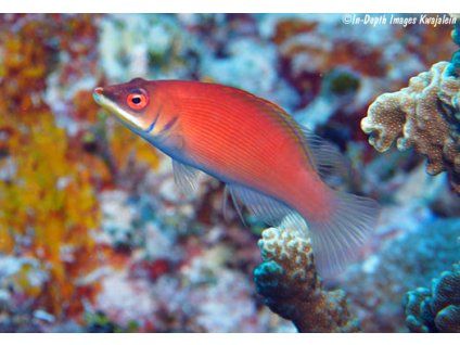 Pseudocheilinus evanidus k02 140511