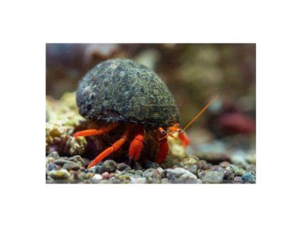 cypraea sp cowrie