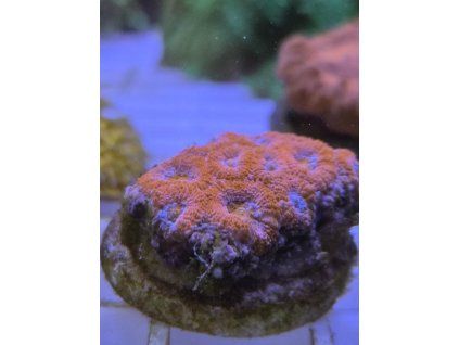micromu
