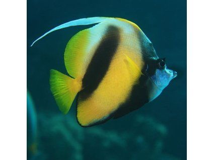 red sea bannerfish