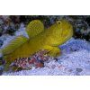 Cryptocentrus cinctus biely
