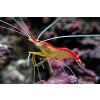 Lysmata amboinensis Skunk cleaner shrimp 530x@2x