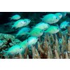 chromis
