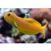 midas blenny 7c3da49c ca67 4039 822d 3fb61e0c09b resize 750