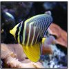 sailfin tang web