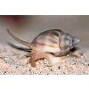Nassarius vibex snail